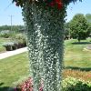 Dichondra Silver Falls 4.5" - Image 3